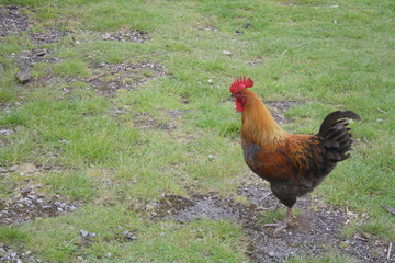 Fototapeta premium Domestic Chicken