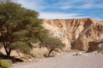 Trees in the stone desert - Red Canyon, Israel