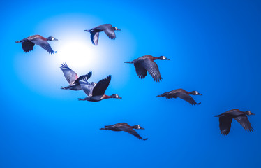 Flying Flock of Ducks