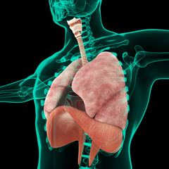 Apparato respiratorio ricostruzione 3d