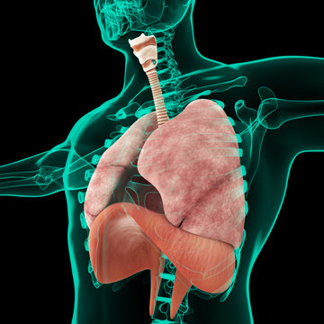 Apparato respiratorio ricostruzione 3d