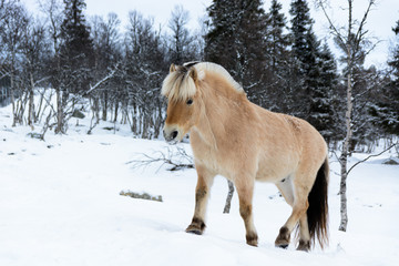 Przewalski's horse walking trough the snow in the park