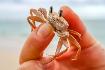 Tiny crab in human hand