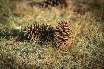 Naklejka na ściany i meble Several pine cones fallen on the ground in the forest in a summe