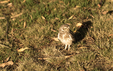 Owl on the grass