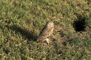 Owl on the grass