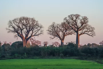 Crédence de cuisine en verre imprimé Baobab Baobab trees in Madagascar