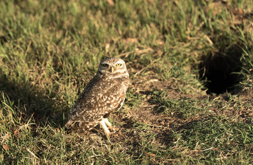 Owl on the grass