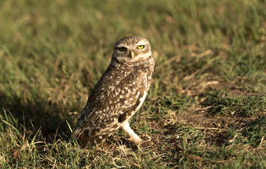 Owl on the grass