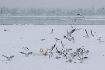 Fototapeta premium Frozen Danube river with swans and seagulls eating