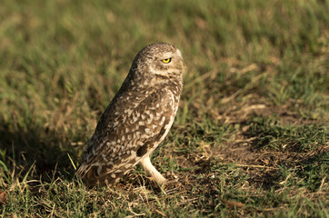 Owl on the grass