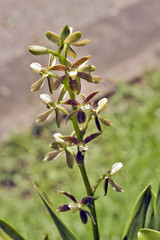 Fototapeta na wymiar Orchid of the Epidendrum genus in bloom