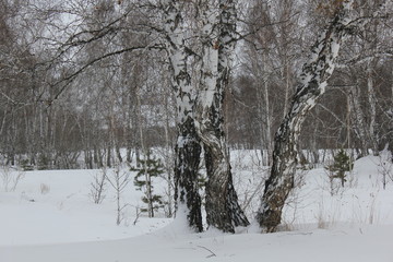 Winter landscape in white birches forest 30003