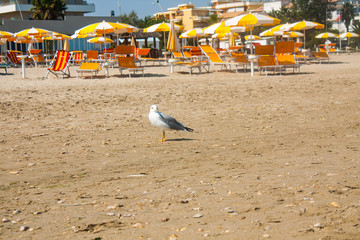 Adriatic Sea coast view. Seashore of Italy, summer umbrellas on sandy beach and seagull.