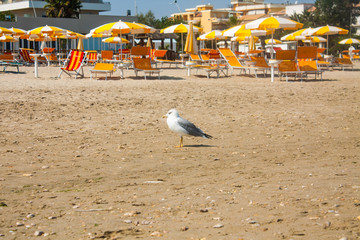Obraz premium Adriatic Sea coast view. Seashore of Italy, summer umbrellas on sandy beach and seagull.
