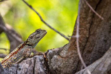 Southern Tree Agama in the tree.