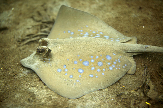 podwodny świat - piękna płaszczka na morskim dnie