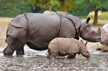 Fototapeta premium mother and calf rhino