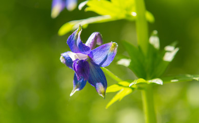 Wild larkspur, Delphinium trollifolium, single flower close-up