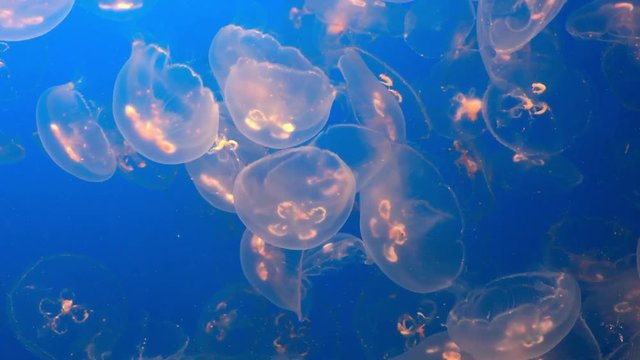 Moon jellies congregating and swimming in jewel blue waters.