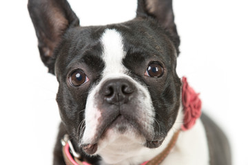 Boston Terrier Portrait