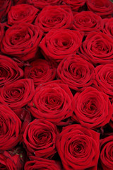 Big group of red roses