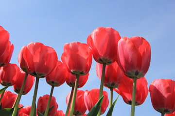 Pink tulips