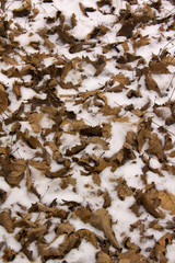Snow and leaves, vertical