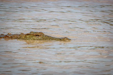 Nile crocodile in the water.