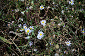 Flowers in the brush