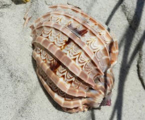 Seashell on sand background, closeup