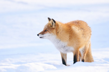 雪の上のキタキツネ
