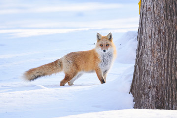 雪の上のキタキツネ
