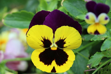 Pansy