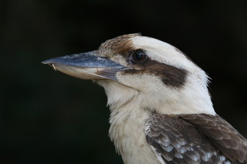 Kookaburra