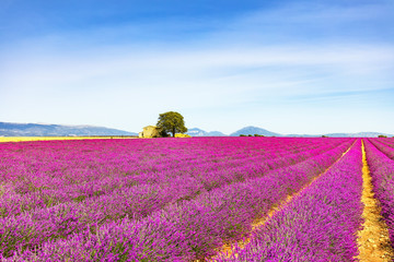 Lavender flowers blooming field, house tree. Provence, France