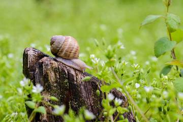 Snail on the stump in nature in daylight