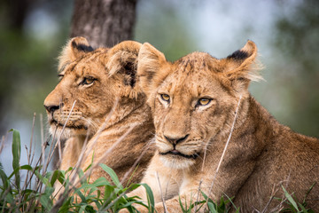 Obraz na płótnie Canvas Lion cubs relaxing in the grass.