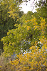 Fototapeta premium Autumn leaves