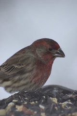 Winter Birds