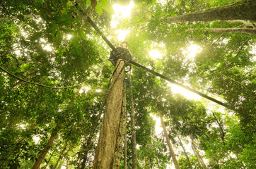 Fototapeta premium canopy bridge in taman negara, malaysia