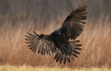 Common Raven (Corvus corax)