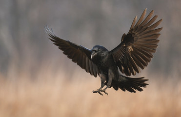 Naklejka premium Kruk zwyczajny (Corvus corax)