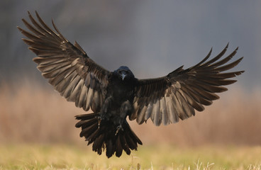 Fototapeta premium Kruk zwyczajny (Corvus corax)