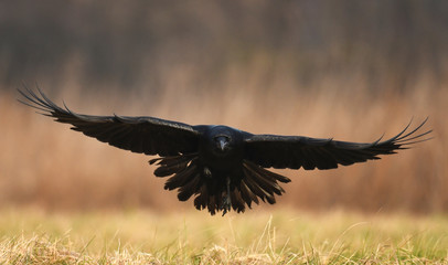 Common Raven (Corvus corax)