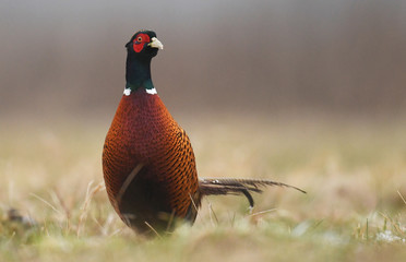 Ringneck Pheasant (Phasianus colchicus)