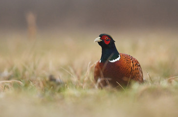 Ringneck Pheasant (Phasianus colchicus)