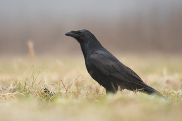 Obraz premium Common Raven (Corvus corax)
