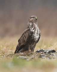 Common buzzard (Buteo buteo)