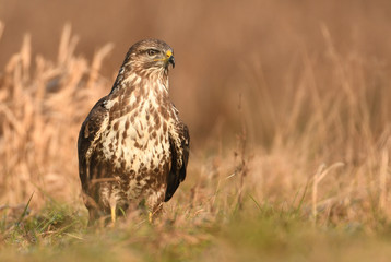 Common buzzard (Buteo buteo)